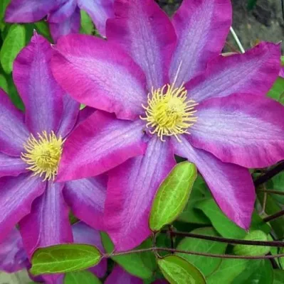 Клематис КАКИО в Великом Новгороде