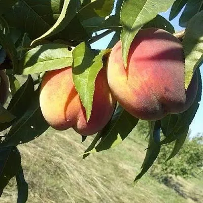 Персик СОФГАФЕН в Великом Новгороде
