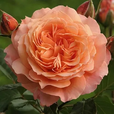 Саженцы роз БЕЛЬВЕДЕР шраб в Великом Новгороде