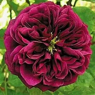 Саженцы роз ЗЕ ПРИНЦ английская в Великом Новгороде