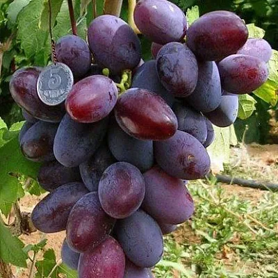 Средние сорта  Средние сорта в Великом Новгороде