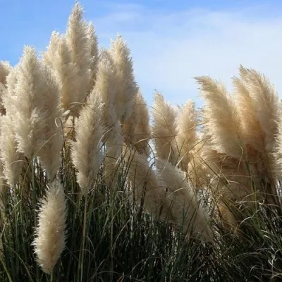 Кортадерия белая (пампасная трава) в Великом Новгороде