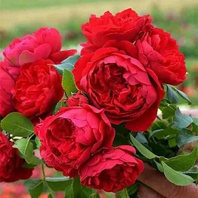 Саженцы роз ФЛОРЕНТИНА плетистая  Саженцы роз ФЛОРЕНТИНА плетистая в Великом Новгороде