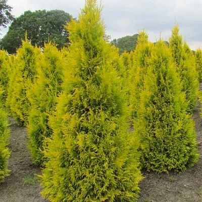 Туя САНКИСТ западная в Великом Новгороде