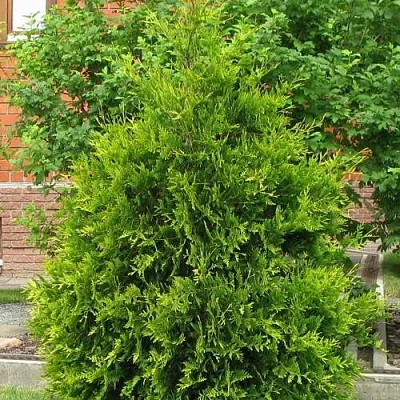 Туя АНЯ (АНИЕ) западная в Великом Новгороде