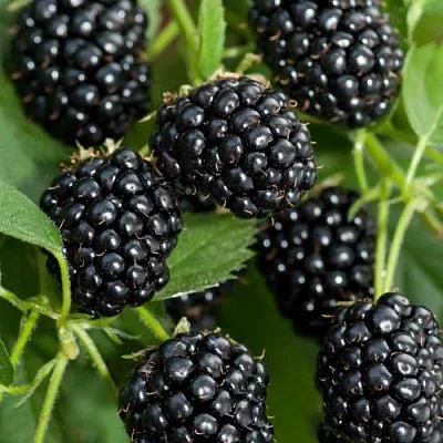 Ежевика АГАВАМ  Ежевика АГАВАМ в Великом Новгороде