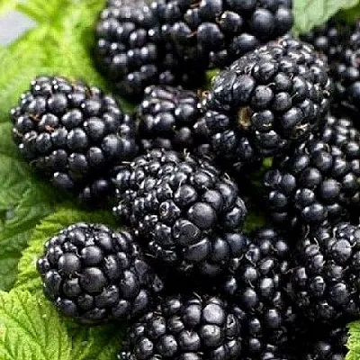 Ежевика БЖЕЗИНА бесшипная  Ежевика БЖЕЗИНА бесшипная в Великом Новгороде