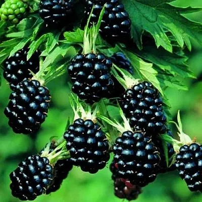 Ежевика КИТАНИНИ бесшипная  Ежевика КИТАНИНИ бесшипная в Великом Новгороде