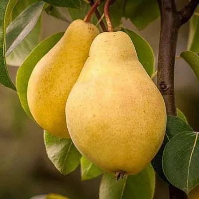 Осенние сорта в Великом Новгороде