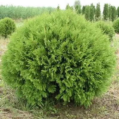 Туя ГЛОБОЗА западная в Великом Новгороде