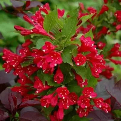 Вейгела РЕД ПРИНЦ  Вейгела РЕД ПРИНЦ в Великом Новгороде