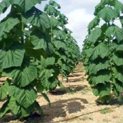 Павлония ПАО ТОГН Z07 — описание сорта Павлония ПАО ТОГН Z07 в Великом Новгороде