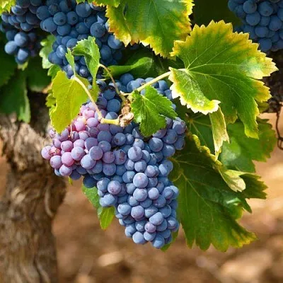 Виноград ЗИЛГА  Виноград ЗИЛГА в Великом Новгороде