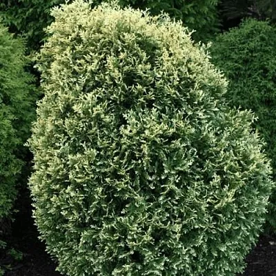 Туя ЛИТОМИШИЛ западная в Великом Новгороде