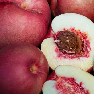 НЕКТАПЛЮМ  НЕКТАПЛЮМ в Великом Новгороде