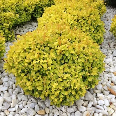 Барбарис БОНАНЗА ГОЛД тунберга  Барбарис БОНАНЗА ГОЛД тунберга в Великом Новгороде