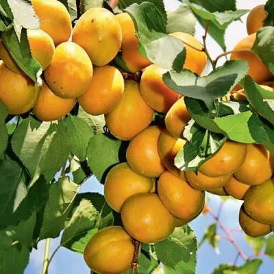 Абрикос БРЯНСКИЙ РАННИЙ в Великом Новгороде