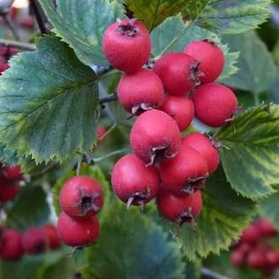 Боярышник АРНОЛЬДА  Боярышник АРНОЛЬДА в Великом Новгороде