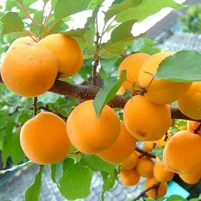 Абрикос ОРИГИНАЛ в Великом Новгороде