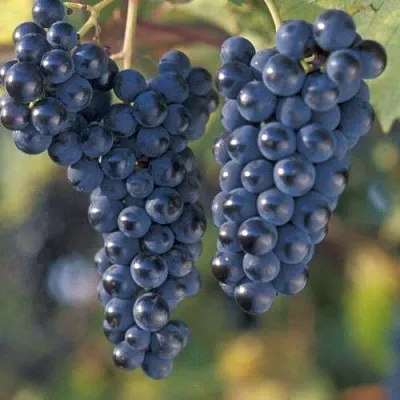 Виноград МАРКЕТТ  Виноград МАРКЕТТ в Великом Новгороде