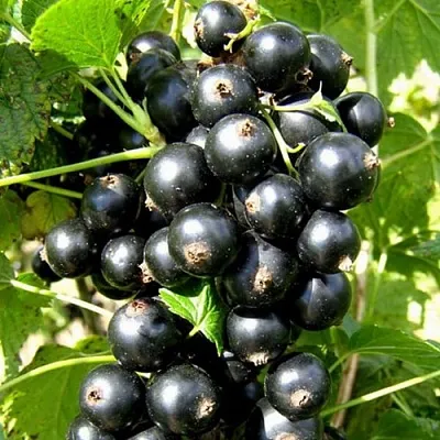 Смородина черная ГАРМОНИЯ  Смородина черная ГАРМОНИЯ в Великом Новгороде