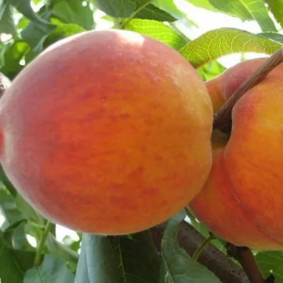 Персик СОЧНЫЙ — описание сорта Персик СОЧНЫЙ в Великом Новгороде