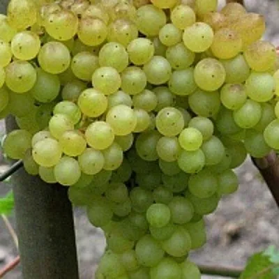 Виноград КИШМИШ 342  Виноград КИШМИШ 342 в Великом Новгороде