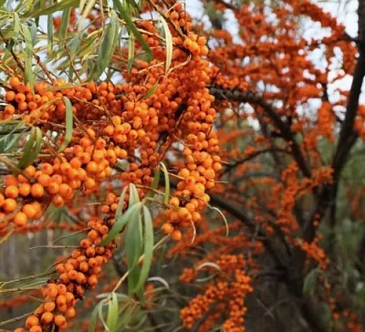 Облепиха СЕРАФИМА  Облепиха СЕРАФИМА в Великом Новгороде