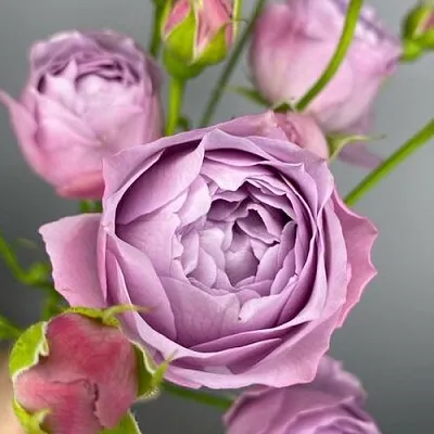 Саженцы роз ЛАВЕНДЕР БАБЛС спрей в Великом Новгороде