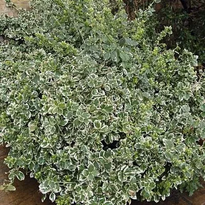 Бересклет ЭМЕРАЛЬД ГАИТИ форчуна в Великом Новгороде