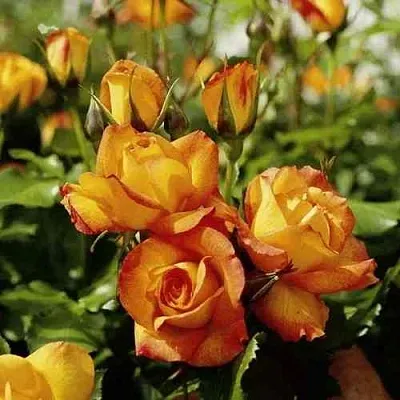 Саженцы роз САХАРА плетистая  Саженцы роз САХАРА плетистая в Великом Новгороде