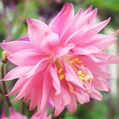 Аквилегия БАРЛОУ ПИНК гибрид МакКаны — описание сорта Аквилегия БАРЛОУ ПИНК гибрид МакКаны в Великом Новгороде