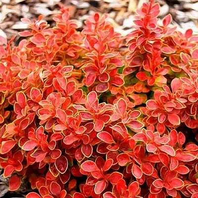 Барбарис КОРАЛ тунберга  Барбарис КОРАЛ тунберга в Великом Новгороде