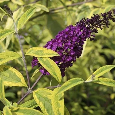 Буддлея давида САНТАНА  в Великом Новгороде