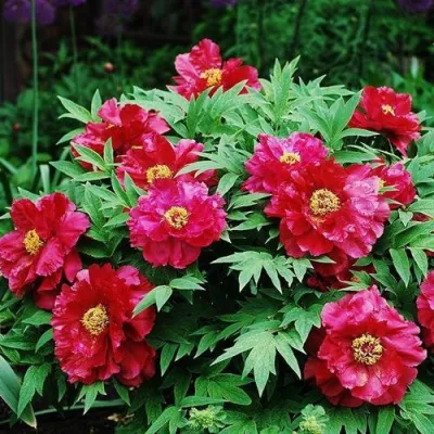 Пион КРАСНЫЙ ЛОТОС древовидный в Великом Новгороде