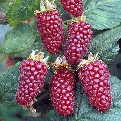 Ежемалина ТАЙБЕРРИ  Ежемалина ТАЙБЕРРИ в Великом Новгороде