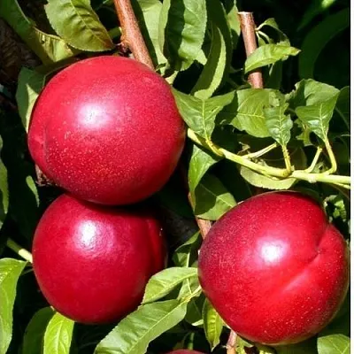 Нектарин ХАРКО  Нектарин ХАРКО в Великом Новгороде