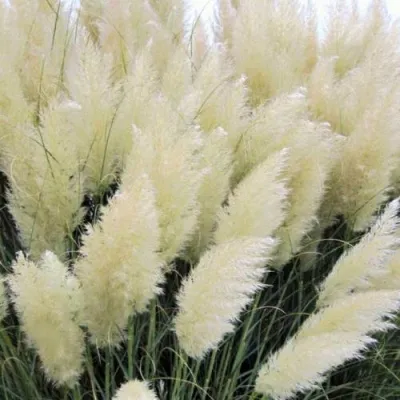 Кортадерия белая (пампасная трава) в Великом Новгороде