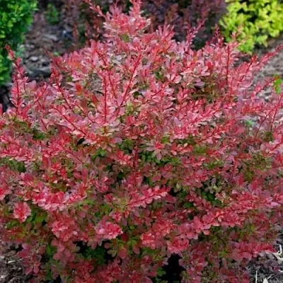 Барбарис ГОЛДЕН РИНГ тунберга  Барбарис ГОЛДЕН РИНГ тунберга в Великом Новгороде