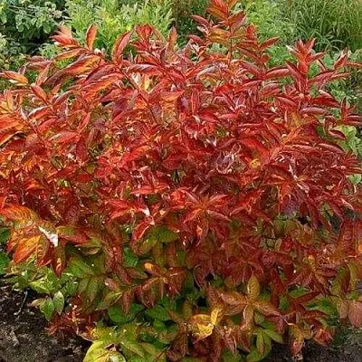 Вейгела ОГНЕННЫЕ КРЫЛЬЯ  Вейгела ОГНЕННЫЕ КРЫЛЬЯ в Великом Новгороде