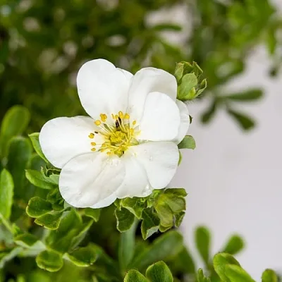 Лапчатка СНОУБЕРД кустарниковая в Великом Новгороде