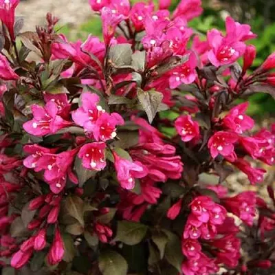 Вейгела БЛЭК РУБИ  Вейгела БЛЭК РУБИ в Великом Новгороде