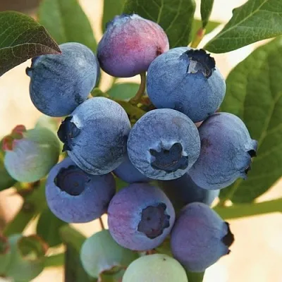 Голубика ОСОРНО  Голубика ОСОРНО в Великом Новгороде