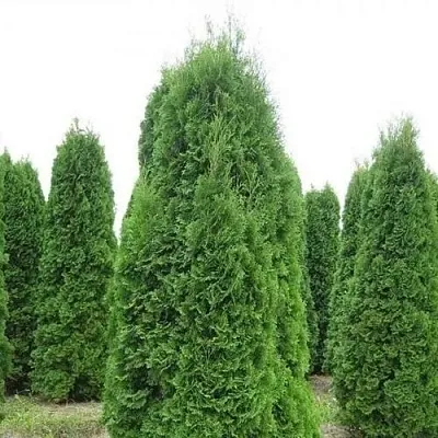 Туя КОЛУМНА западная в Великом Новгороде