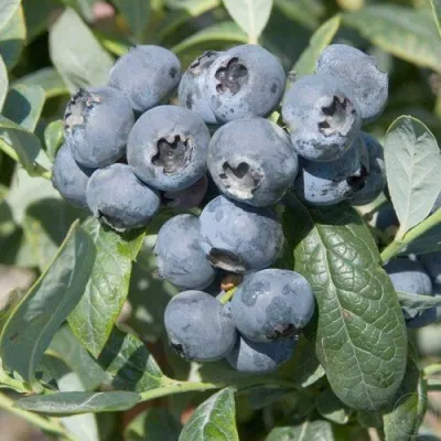 Голубика БРИГИТТА — описание сорта Голубика БРИГИТТА в Великом Новгороде