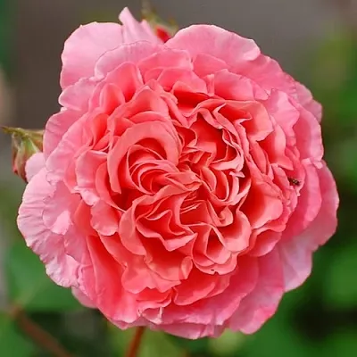 Саженцы роз ЛОРАН КАБРОЛЬ шраб в Великом Новгороде