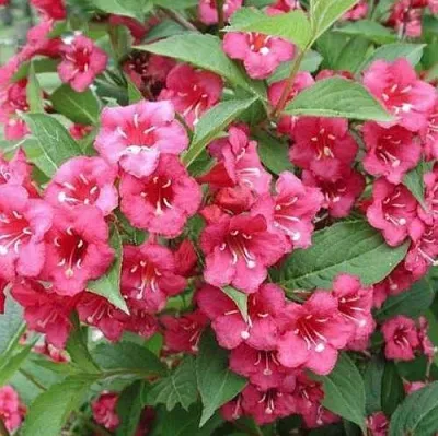 Вейгела БРИСТОЛЬ РУБИ  Вейгела БРИСТОЛЬ РУБИ в Великом Новгороде