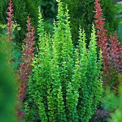 Барбарис ЭРЕКТА тунберга  Барбарис ЭРЕКТА тунберга в Великом Новгороде