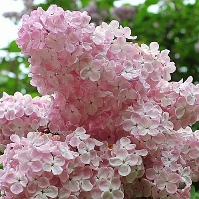 Сирень ВЕЧЕРНИЙ ЗВОН в Великом Новгороде