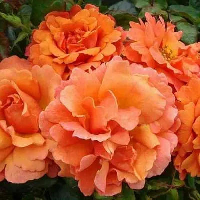 Саженцы роз БРИДЖ ОФ САЙЗ плетистая  Саженцы роз БРИДЖ ОФ САЙЗ плетистая в Великом Новгороде